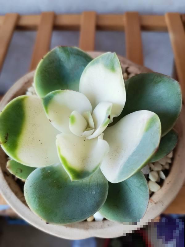 花市的花,叶子亮的闪眼睛,小心点,可能是喷了药 花市的花,叶子亮的闪眼睛,小心点,可能是喷了药