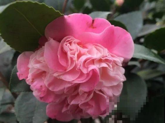 20种香水花，茶花排倒数，第一就是它！