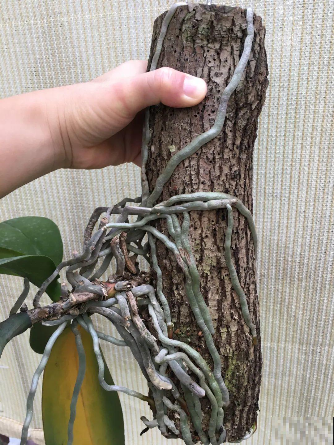 不用施肥打药,这花旱它几个月,疯狂爆花! 不用施肥打药,这花旱它几个月,疯狂爆花!