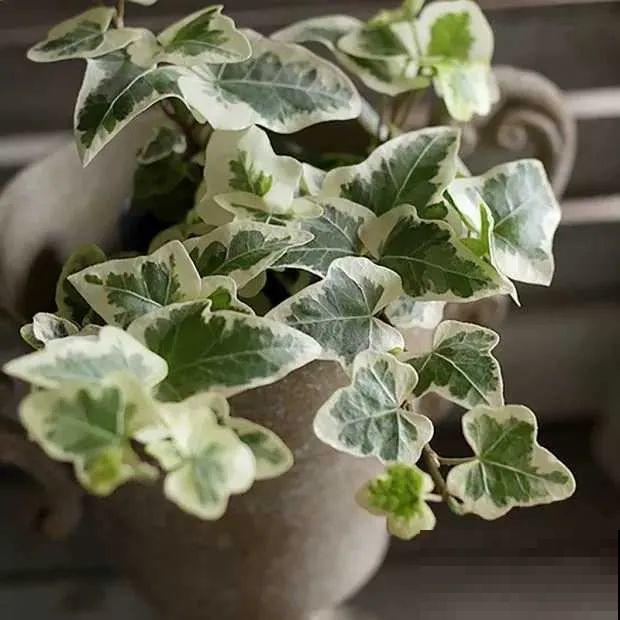 12种花，堪称“耐阴王”，比绿萝好看一万倍！