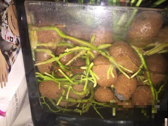 茉莉花扦插有机关，砍这一段枝条，插土里3天就活！