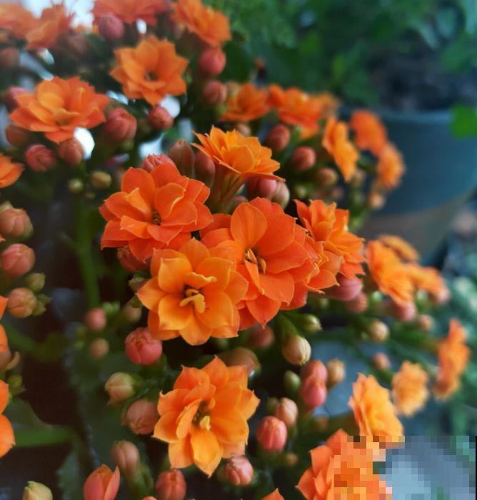 今日入伏,养花别做3件事,不然分分钟枯死! 今日入伏,养花别做3件事,不然分分钟枯死!