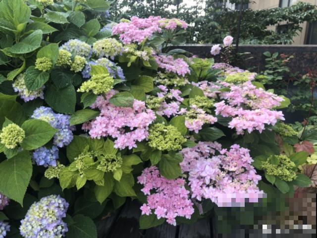 绣球老了不开花,这么养,老桩爆开上千朵花! 绣球老了不开花,这么养,老桩爆开上千朵花!