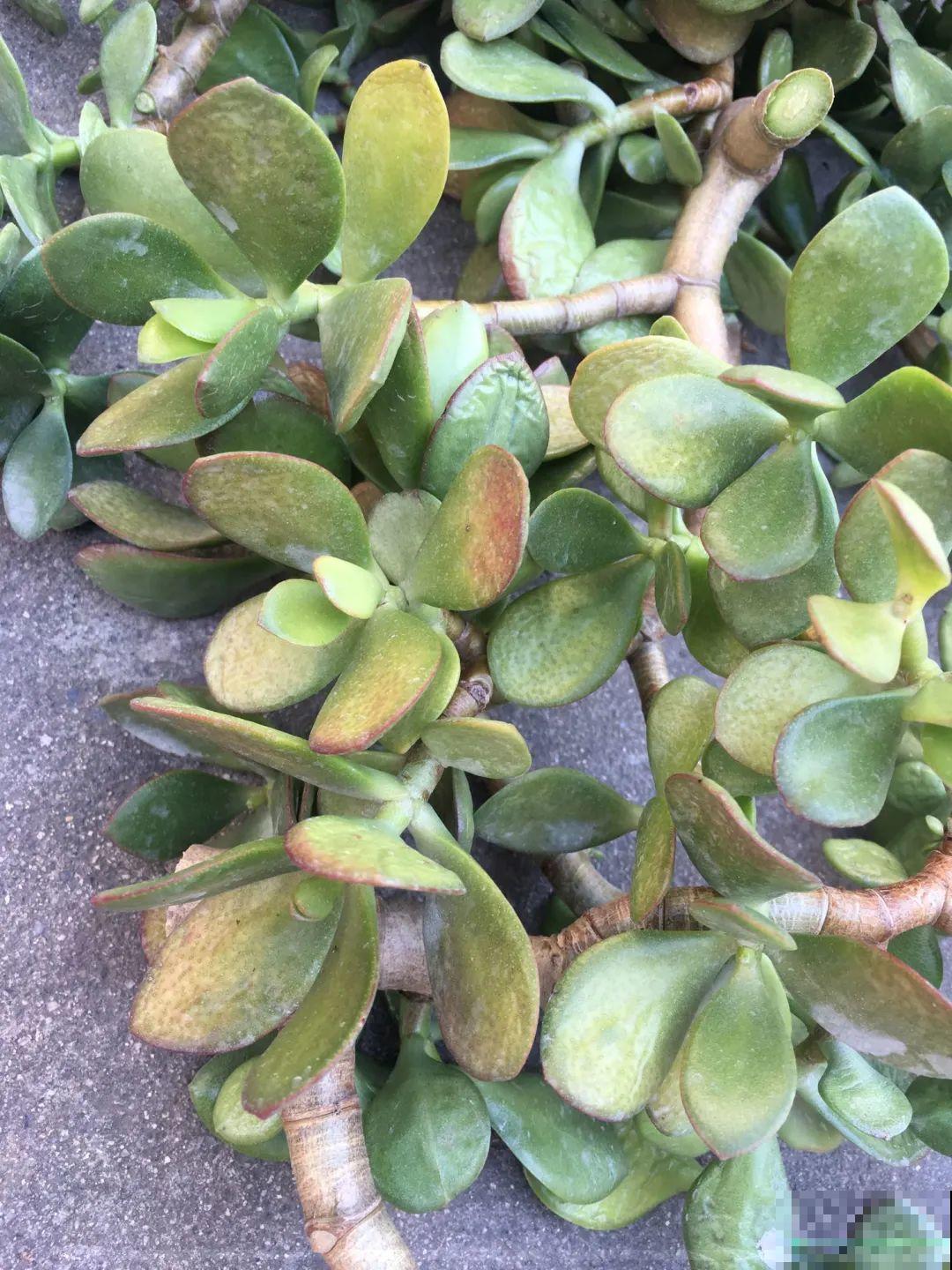 38℃高温，家里的花挺不过去，只剩盆了！