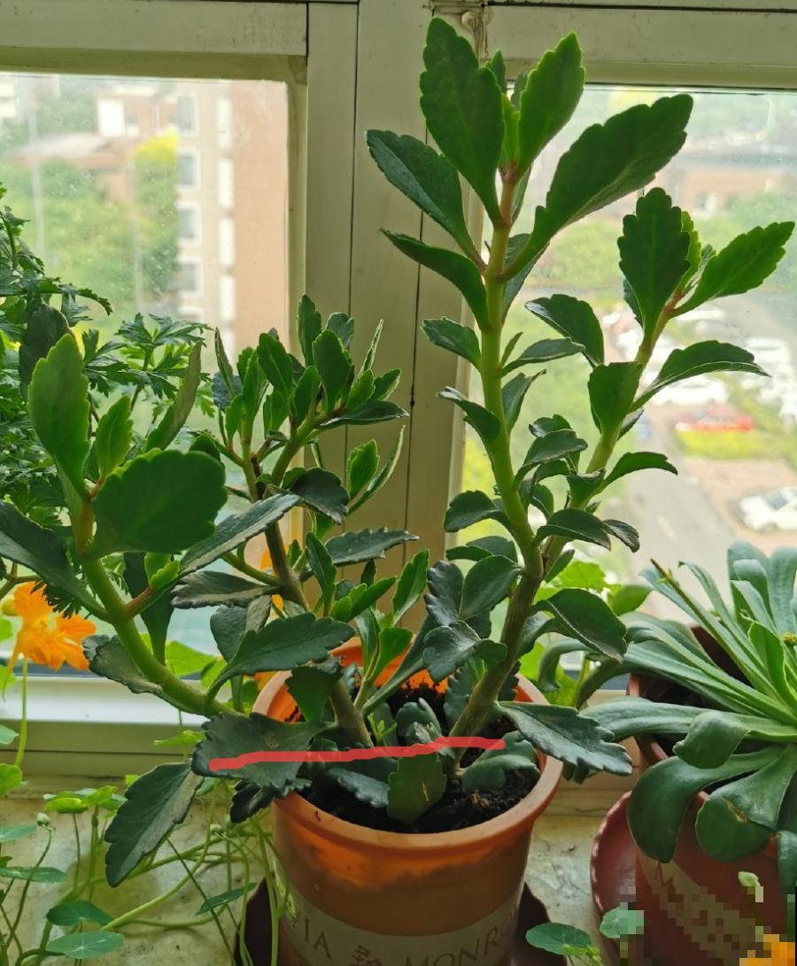 5种花不能长太高，一长高就砍，否则再也不开花！