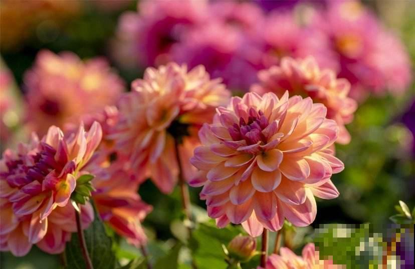 各国的国花,居然被他编成一首诗,太有才了! 各国的国花,居然被他编成一首诗,太有才了!