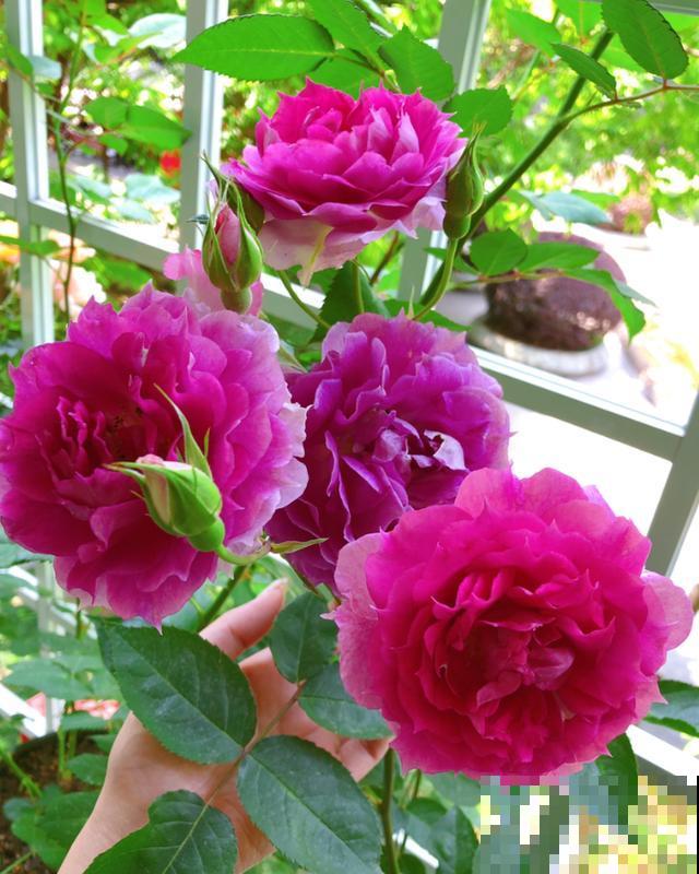 几种适合阳台养的月季,夏天也很少生病,太省心了! 几种适合阳台养的月季,夏天也很少生病,太省心了!
