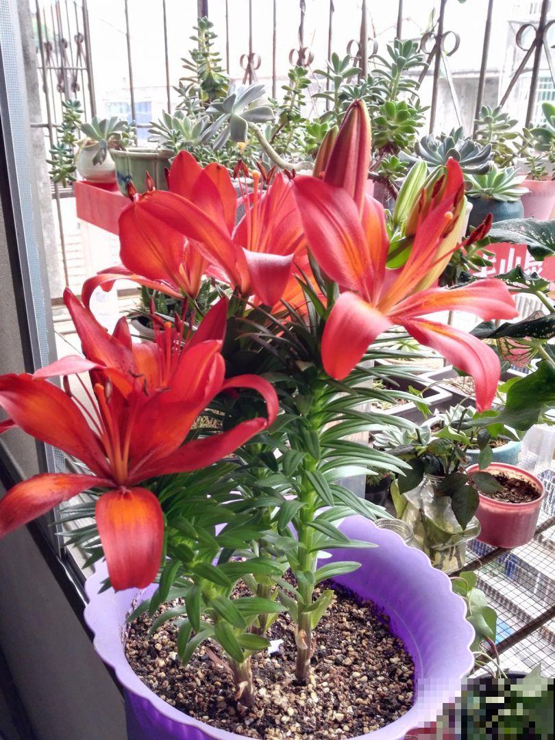 现在别买这种花,种了一年也不开,简直浪费钱! 现在别买这种花,种了一年也不开,简直浪费钱!