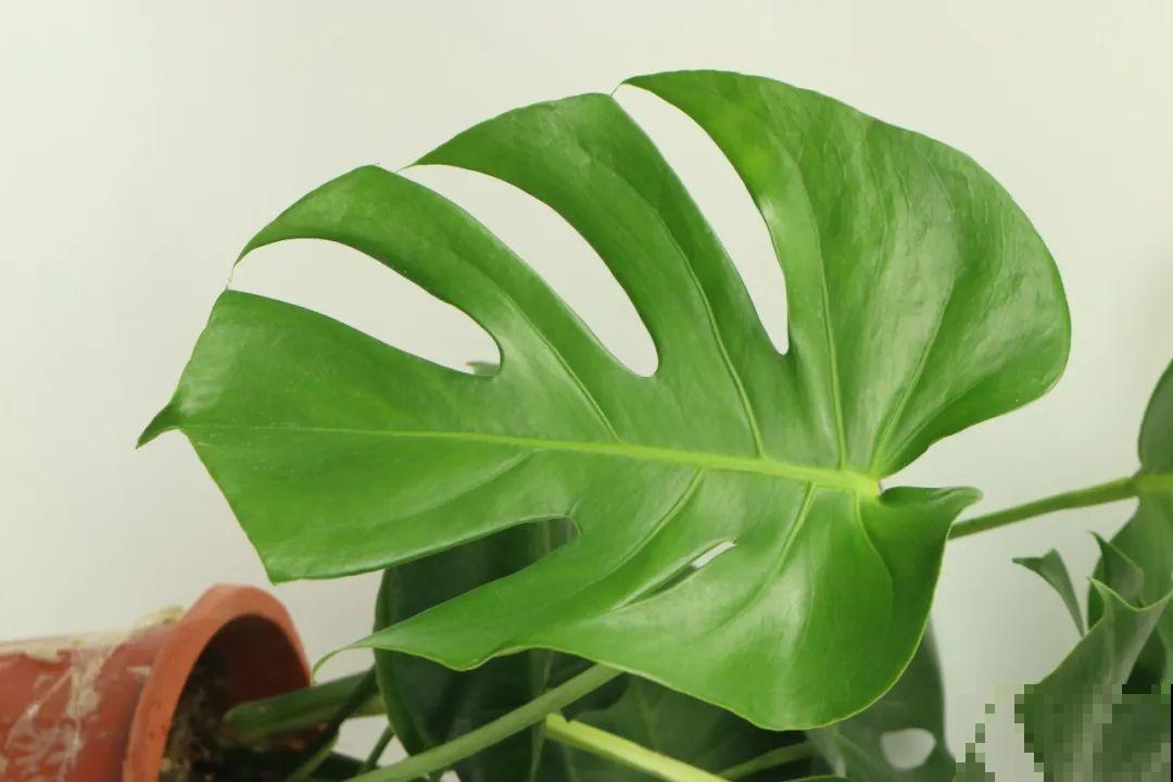 超耐阴的大叶植物，摆客厅吸废气，养一棵家里变森林！