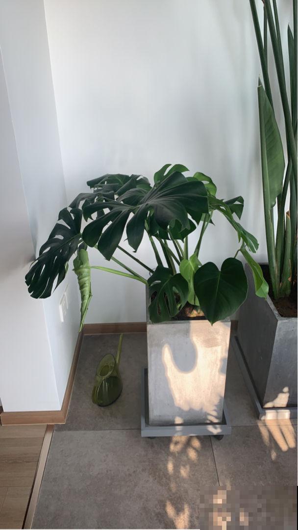 花市的花,叶子亮的闪眼睛,小心点,可能是喷了药 花市的花,叶子亮的闪眼睛,小心点,可能是喷了药