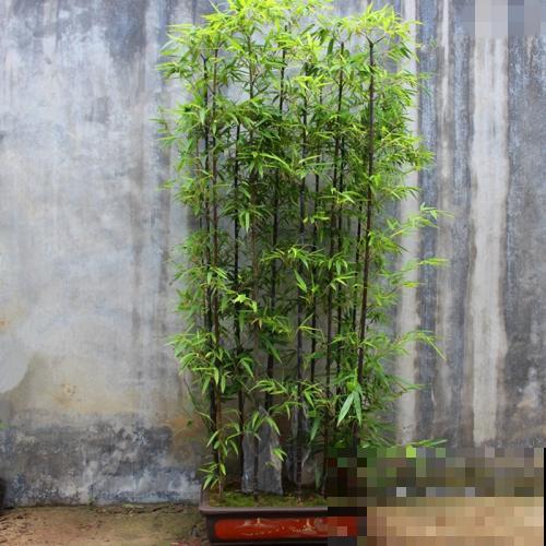 4种小竹子，摆家里上档次，今年特别流行！