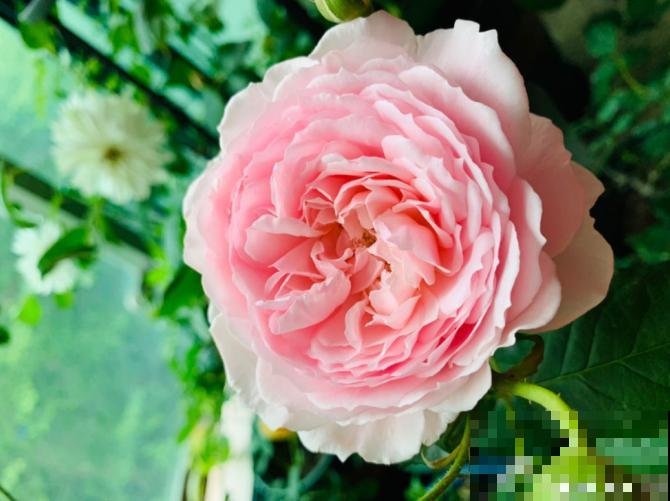 8款冷门月季,表现特别好,但是养的人不多! 8款冷门月季,表现特别好,但是养的人不多!