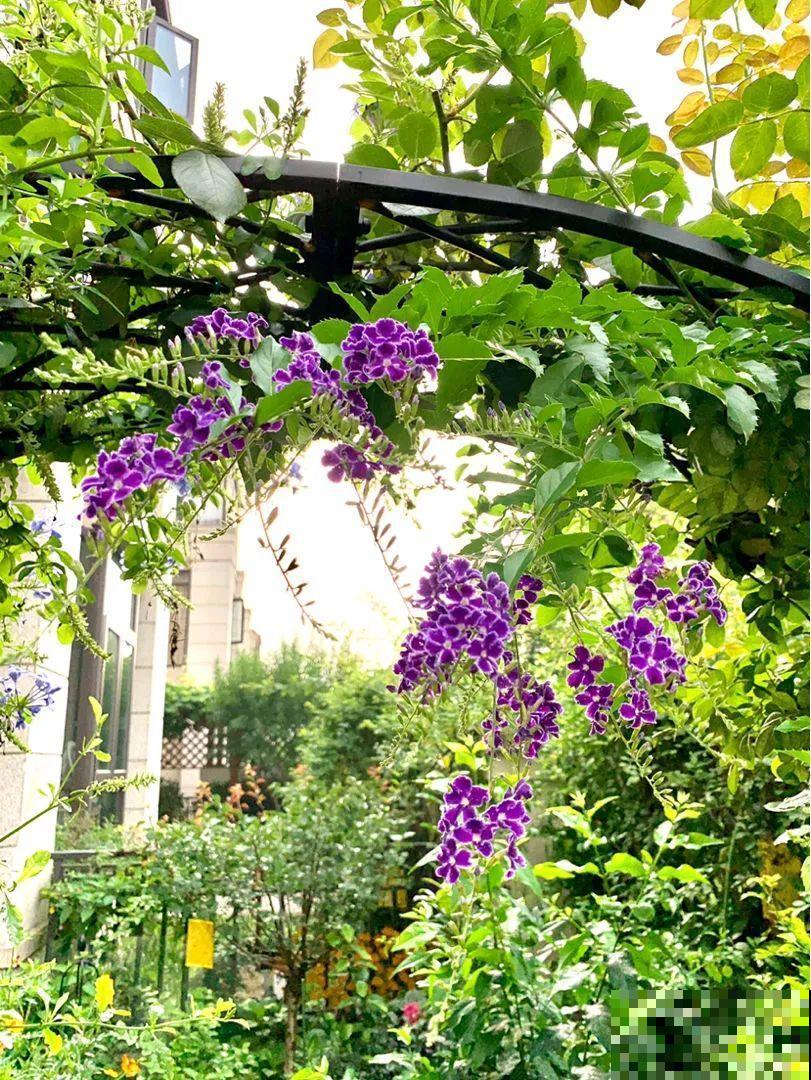 10种花,不怕风吹雨淋,不怕暴晒干旱,四季爆开花,堪称花坚强! 10种花,不怕风吹雨淋,不怕暴晒干旱,四季爆开花,堪称花坚强!