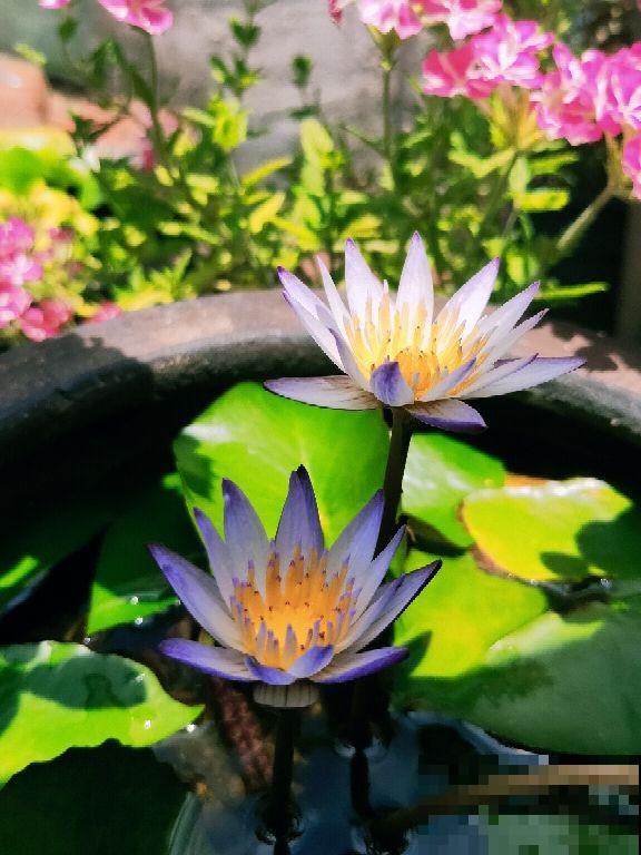 各国的国花,居然被他编成一首诗,太有才了! 各国的国花,居然被他编成一首诗,太有才了!