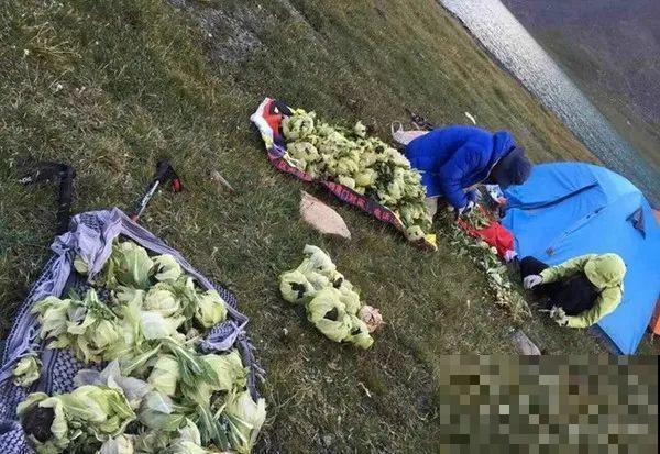 7种花不要随便挖，轻则罚款，重则坐牢！