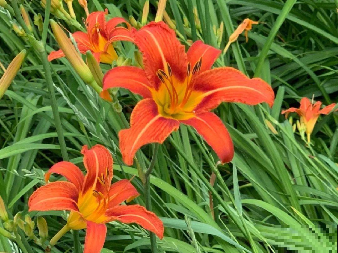 有些花有毒,家里有孩子要注意,不能乱碰 有些花有毒,家里有孩子要注意,不能乱碰