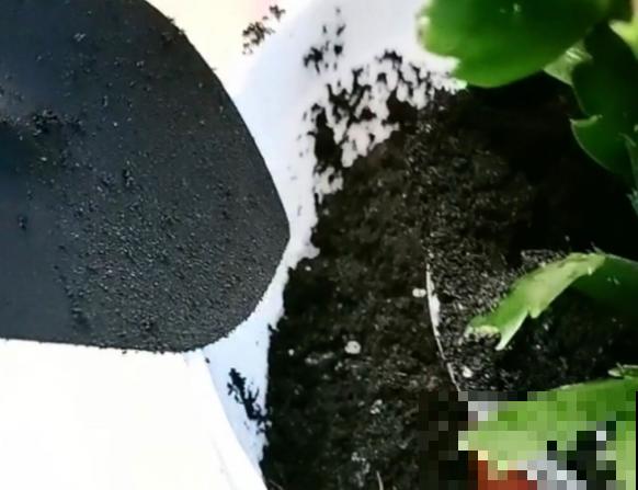 新买的花,套个花盆,成活率100%! 新买的花,套个花盆,成活率100%!