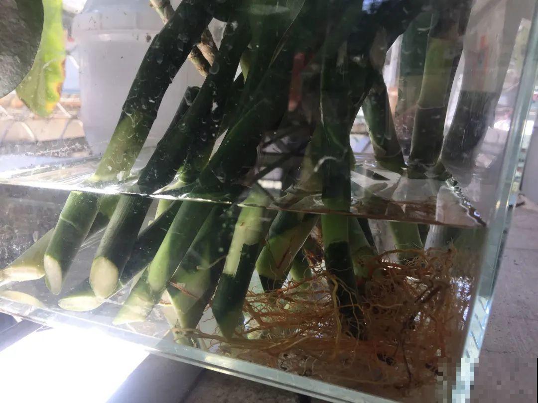 养花要狠得下心,枝条剁八段,呼呼长成新盆栽 养花要狠得下心,枝条剁八段,呼呼长成新盆栽