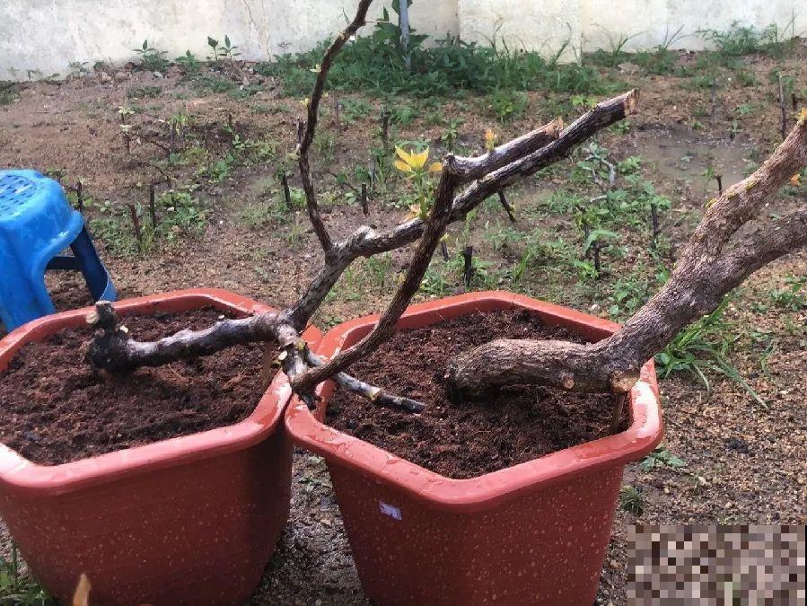 6种花扦插,杆子越粗越好活,根长成大扫把! 6种花扦插,杆子越粗越好活,根长成大扫把!