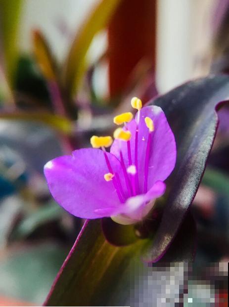 路边常见的4种花，名字里带梅，却不是梅花！