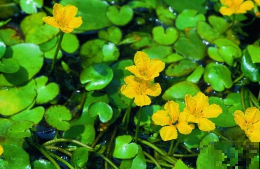 诗经里的植物,美了3000多年,有图有真相! 诗经里的植物,美了3000多年,有图有真相!