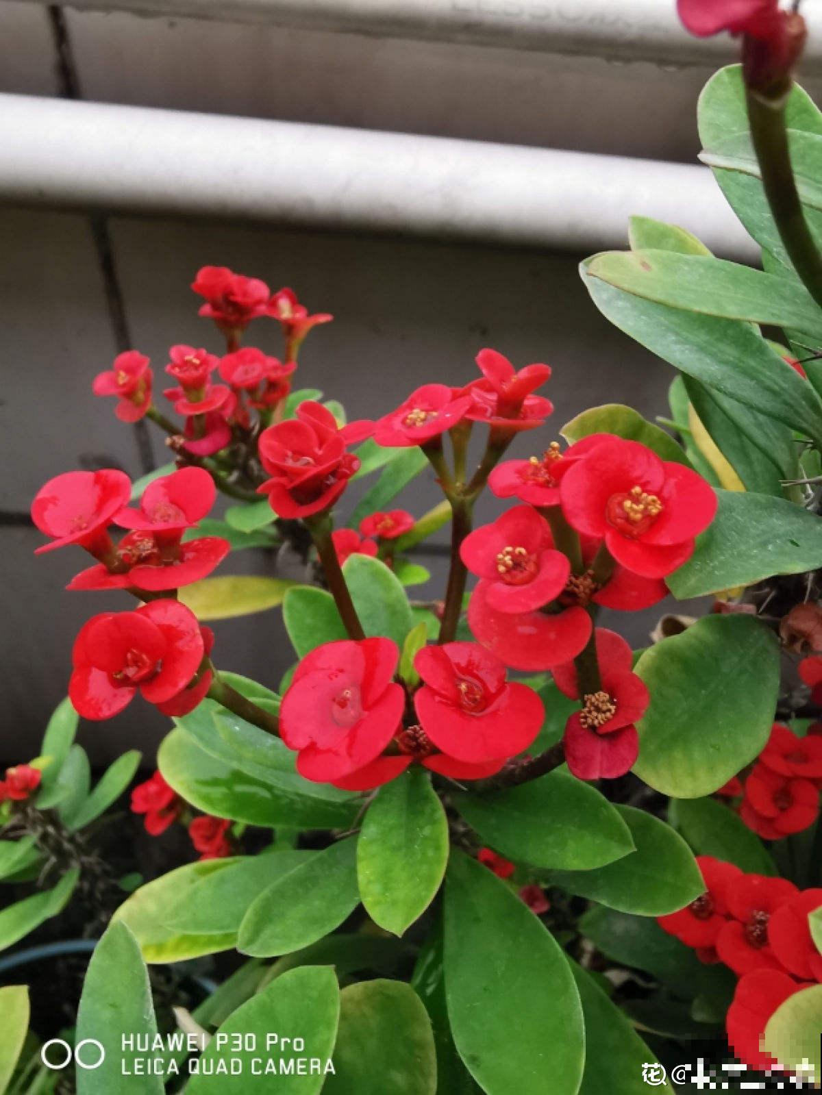 不适合老人养的7种花，身上带刺有危险，尽量不要碰