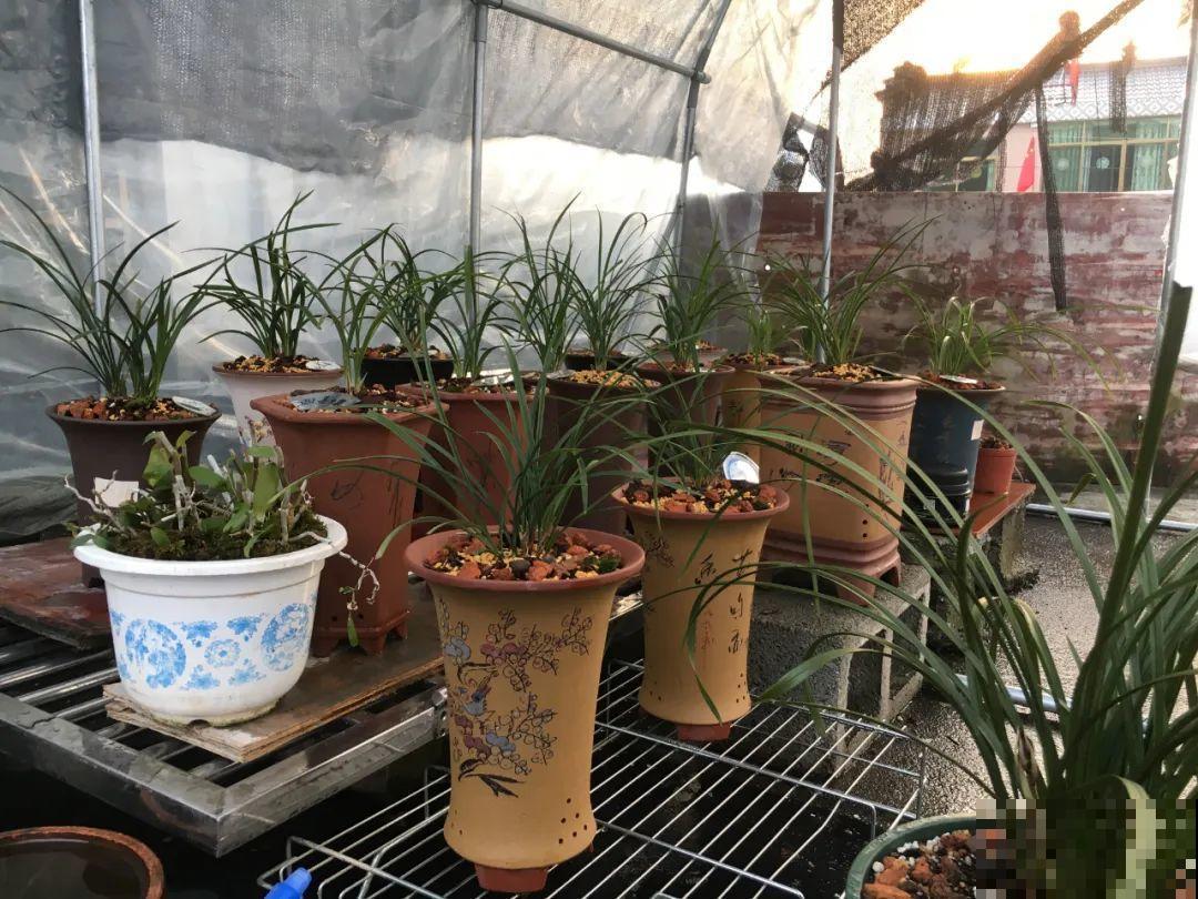 38℃高温，家里的花挺不过去，只剩盆了！