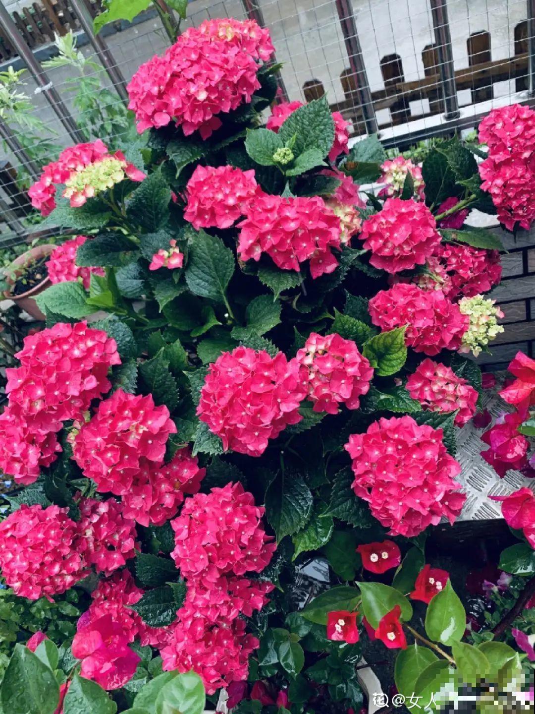 9种花,夏天剃个小平头,平平稳稳度夏天 9种花,夏天剃个小平头,平平稳稳度夏天