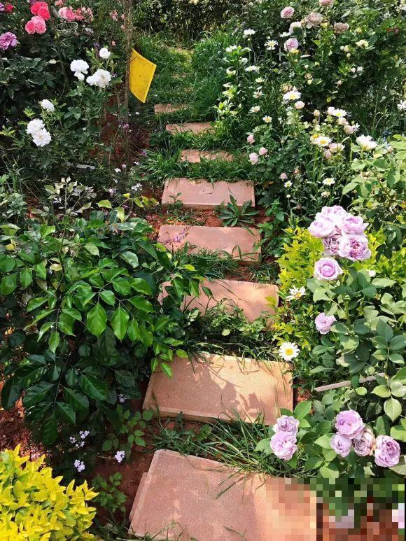 女儿辞职，回家养花，老爸说：15亩地，你负责养花，我负责蔬果！