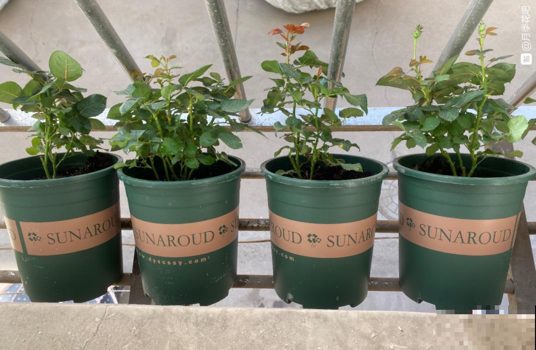 周末去花市捡漏，这花竟然1块钱1棵，赶紧买！