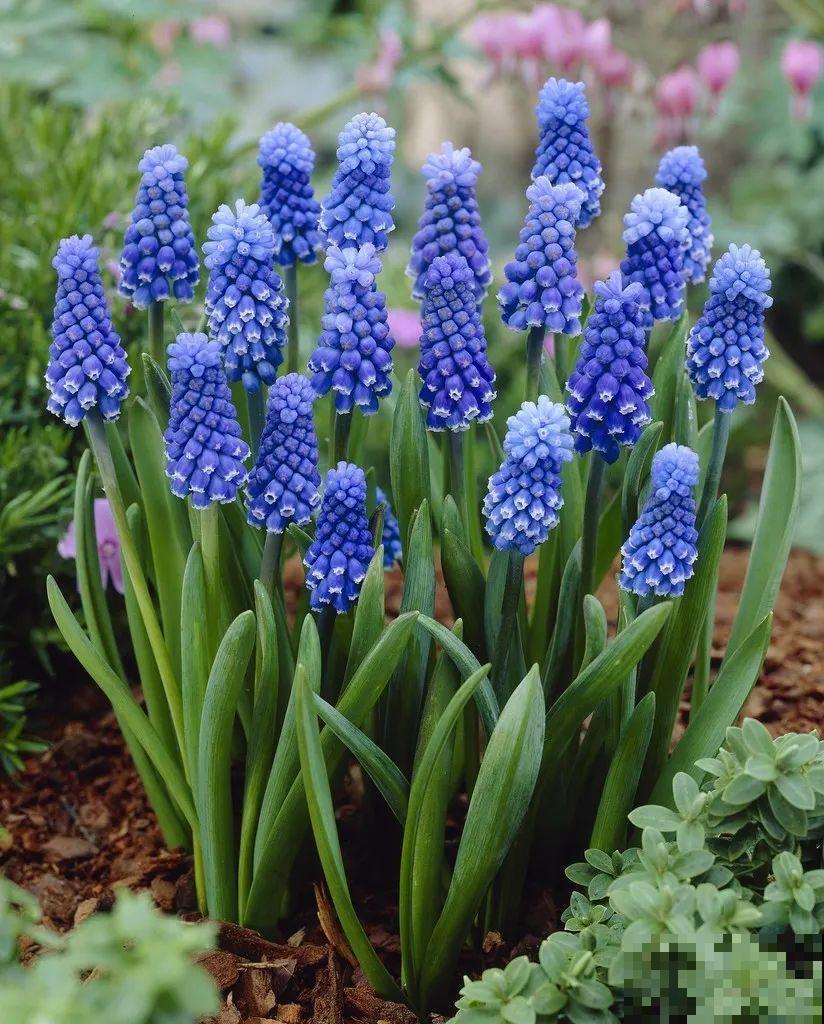 极品小铃铛,养一盆生一窝,冬天也能开花! 极品小铃铛,养一盆生一窝,冬天也能开花!