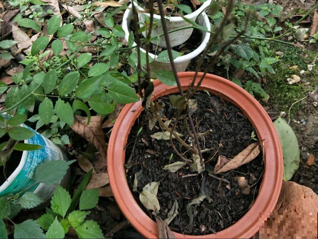 10种花,夏天怕淋雨,下雨赶紧搬进屋! 10种花,夏天怕淋雨,下雨赶紧搬进屋!