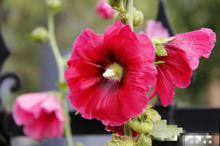 路边的芙蓉葵，一朵花比脸还大，耐旱又好养！