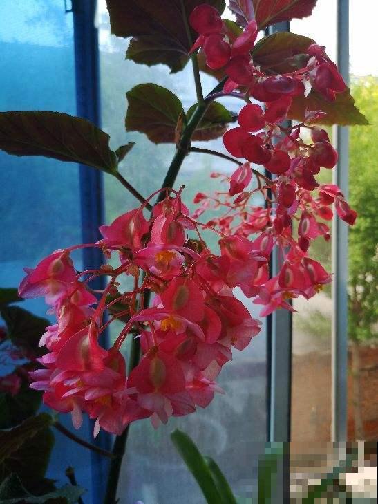 养花也是养身心，4个养花带来的好处，你中了几条？