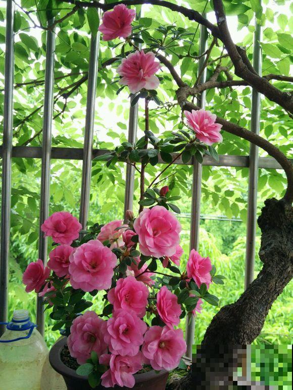 养这些花，就选一个最好的品种，随便养养都爆盆！