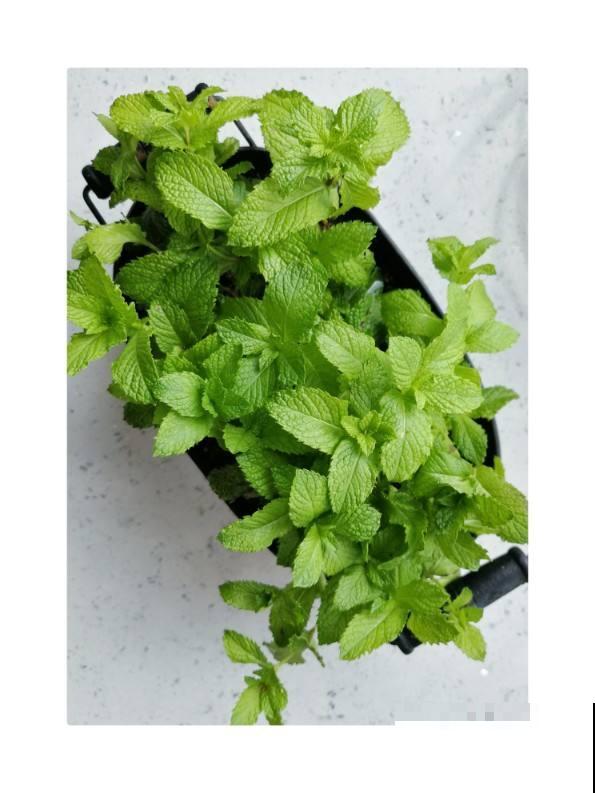 植物也能相克，这4种花千万别放一起