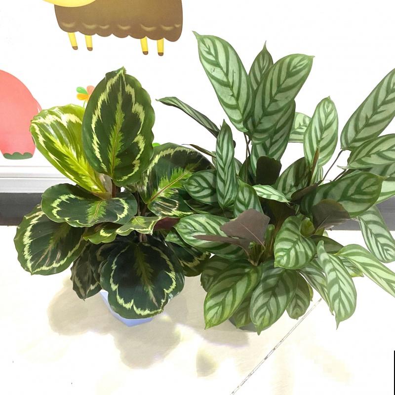 别养绿萝了,这种超级耐阴王,叶子比油画还美! 别养绿萝了,这种超级耐阴王,叶子比油画还美!