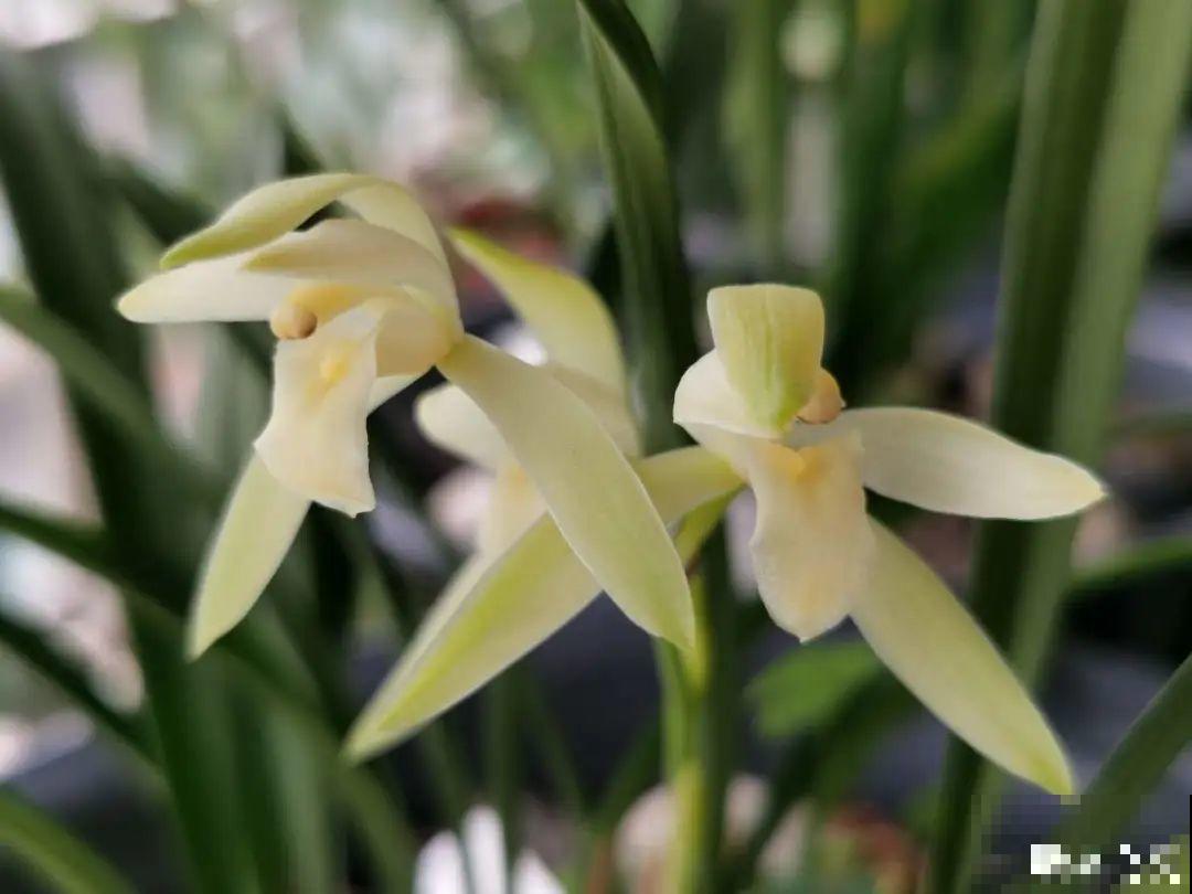 公认难养的20种花,养一盆死一盆,下次还敢买? 公认难养的20种花,养一盆死一盆,下次还敢买?