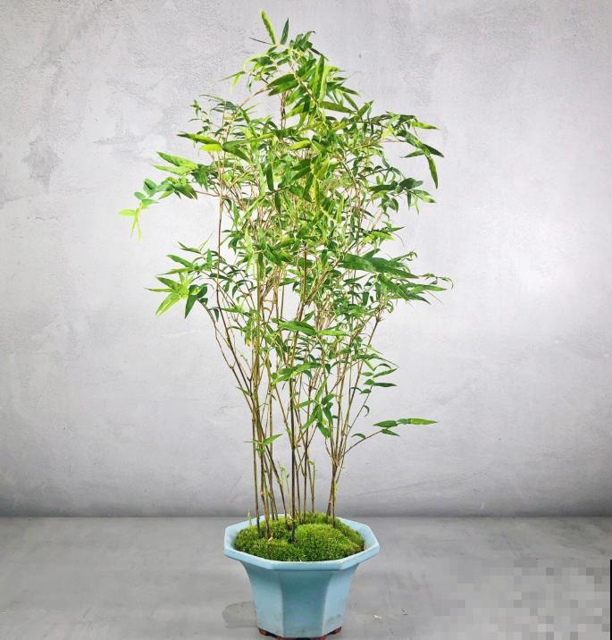 4种小竹子，摆家里上档次，今年特别流行！