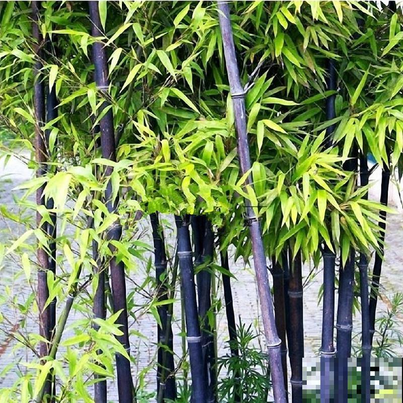 4种小竹子，摆家里上档次，今年特别流行！