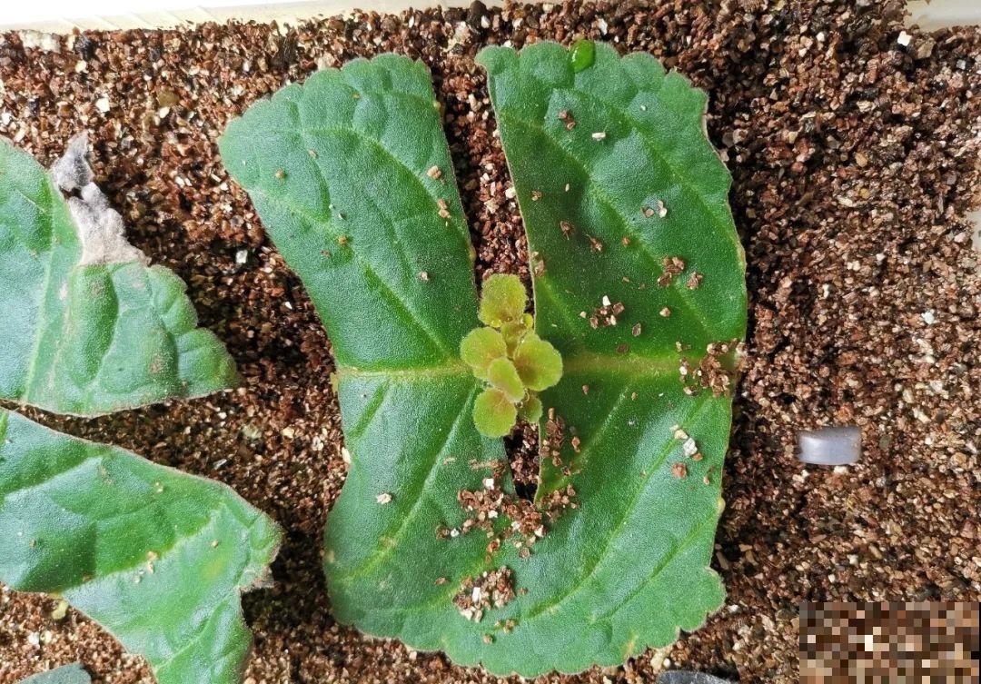 养花要狠得下心,枝条剁八段,呼呼长成新盆栽 养花要狠得下心,枝条剁八段,呼呼长成新盆栽