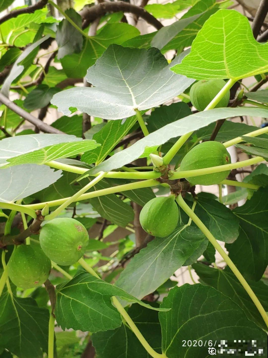 路边掐几根大粗枝，5天就生根，结果沉甸甸！