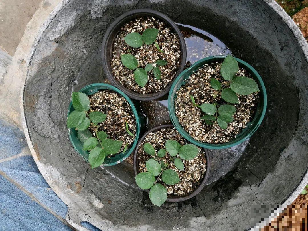 月季,绣球正是扦插好时机,学会方法,繁育一阳台! 月季,绣球正是扦插好时机,学会方法,繁育一阳台!