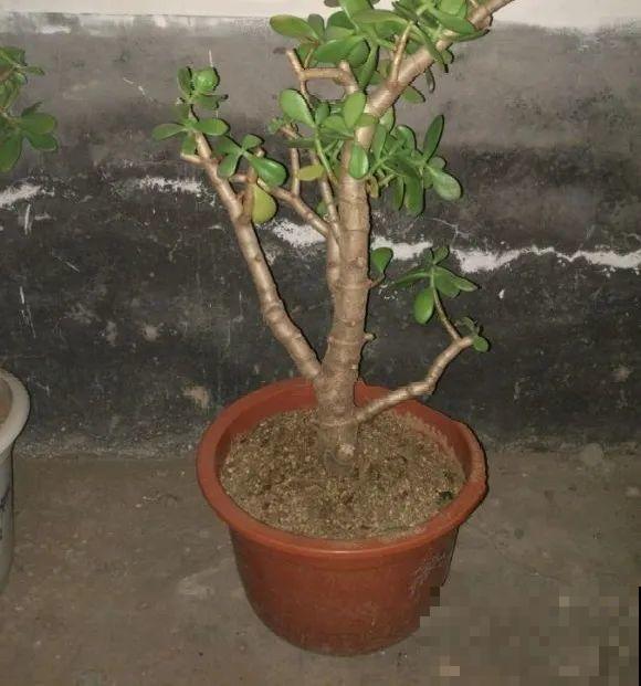 6种花扦插,杆子越粗越好活,根长成大扫把! 6种花扦插,杆子越粗越好活,根长成大扫把!