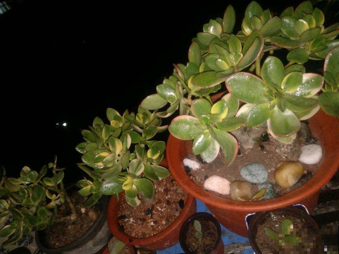 10种花,夏天怕淋雨,下雨赶紧搬进屋! 10种花,夏天怕淋雨,下雨赶紧搬进屋!