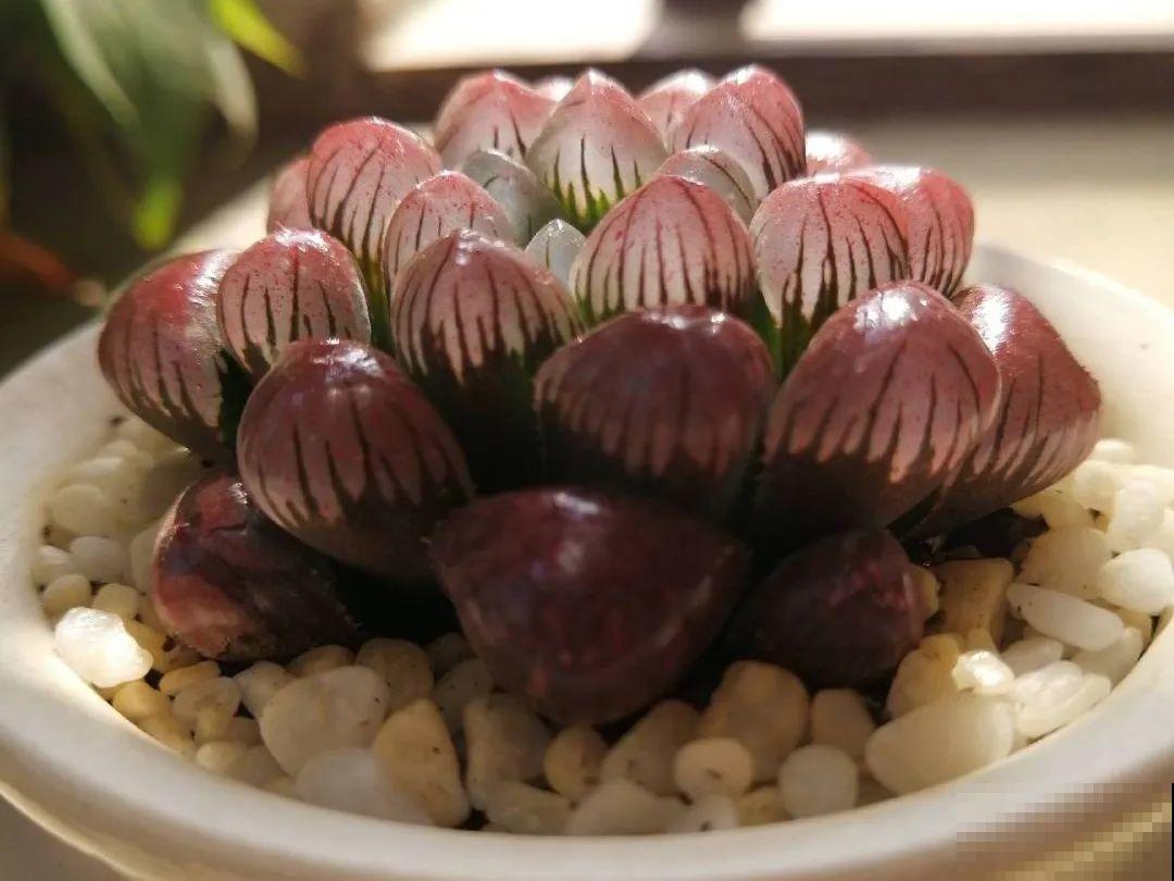 看到这些花,扭头就走,别买,谁买谁吃亏! 看到这些花,扭头就走,别买,谁买谁吃亏!