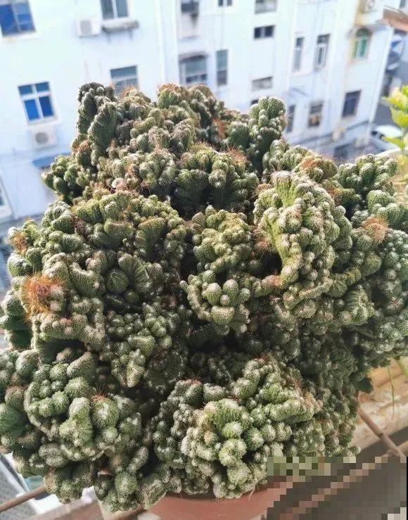 这花3年没浇水，却疯长得把盆撑爆，懒人福利啊！