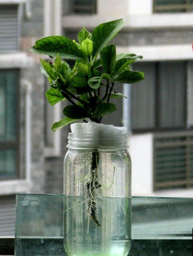 这3种花,水培比土培好养多了,花苞冒不停! 这3种花,水培比土培好养多了,花苞冒不停!