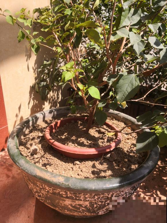 3种花要贱养，盆越小、开花越多，放大盆里容易死！