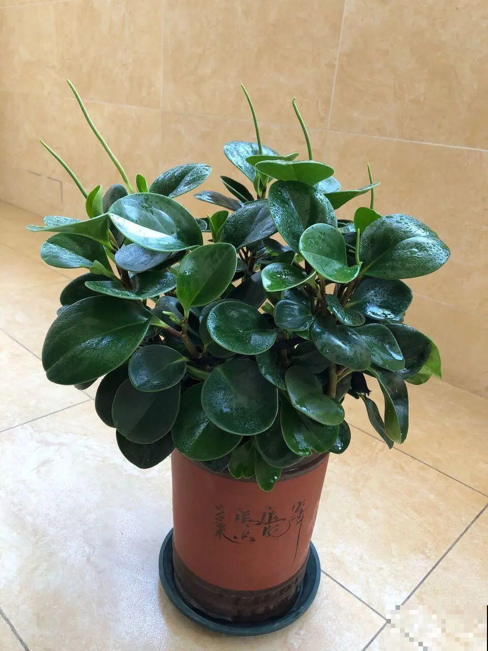 养了20年的玉树，满树开粉花，据说好运要来了！